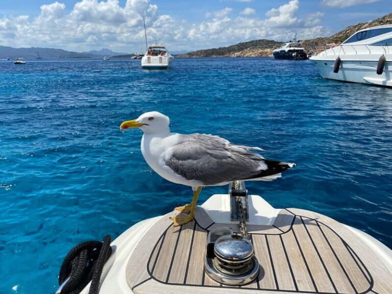 Olbia: Boat tour to watch Dolphins and snorkeling - The Itinerary: What to Expect