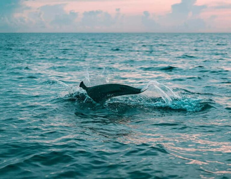 Olbia: Dolphin Watching & Snorkeling Boat Trip - Who Is This Tour Perfect For?