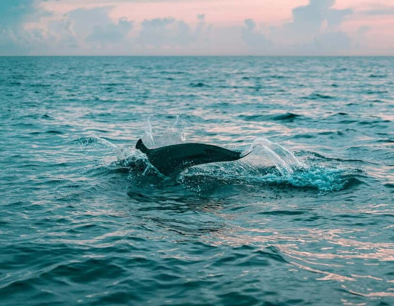 Olbia: Dolphin Watching & Snorkeling Boat Trip - Who Is This Tour Perfect For?