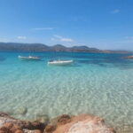 Olbia: Dolphin Watching & Swim with prosecco aperitif - Detailed Breakdown of the Itinerary