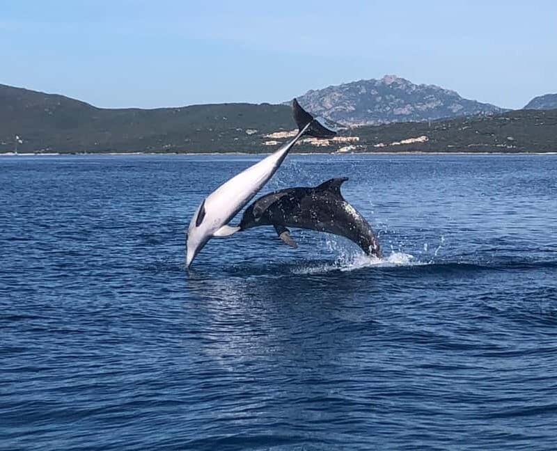 Olbia: : ecological boat trip for dolphin spotting - The Itinerary and What You Can Expect