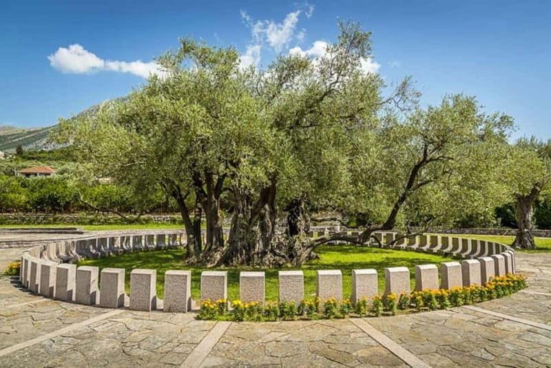 Old Town Bar, Old Olive Tree and the region of olive groves - The Charm of Old Town Bar