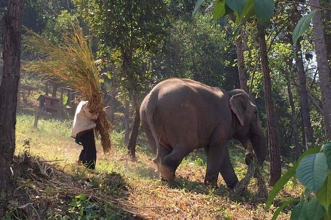 One day Elephants in Nature Experience & Grand Canyon Jumping - Discovering the Elephant in Their Natural Habitat and the Grand Canyon