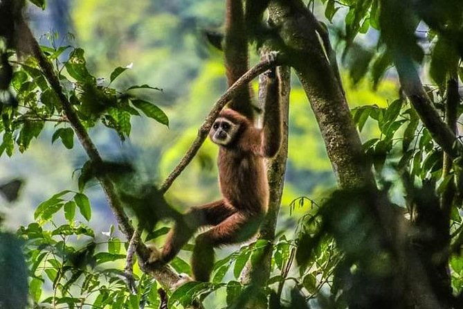 ONE DAY JUNGLE TREKKING 6-7 hours (see orang utan) + RAFTING in BUKIT LAWANG - A Genuine Adventure in Bukit Lawang: Jungle Trekking and River Rafting Reviewed