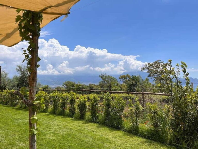 Organic Lunch With Wine Tasting from Pompeii - Whats Included and the Value