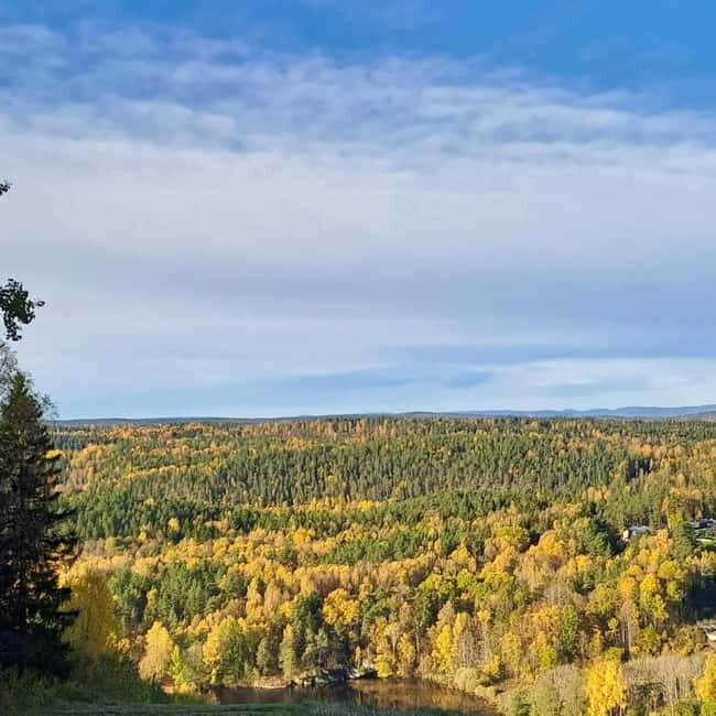Oslo: Scenic Forest Hike with Dog & Local Guide - Why This Tour Stands Out