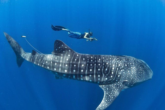Oslob Whale Shark Snorkeling & Pescador & Sardine Run & Turtle - Key Points