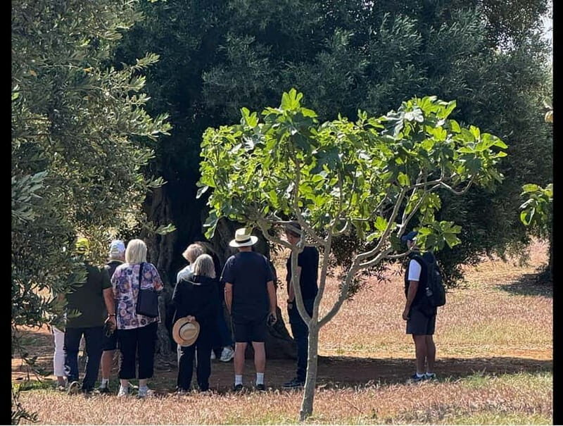 Ostuni: Farm tour among thousand-year-old olive trees with oil tasting - Comparing Value and Experience