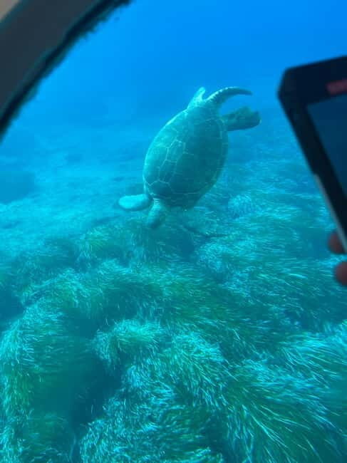 Paphos: Turtle Watching Cruise,Snorkelling Adventure &Sunset - Why This Tour Offers Great Value