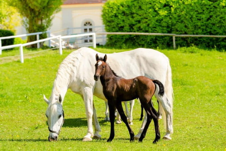 Piber: Lipizzan Stud Guided Tour - The Itinerary Breakdown