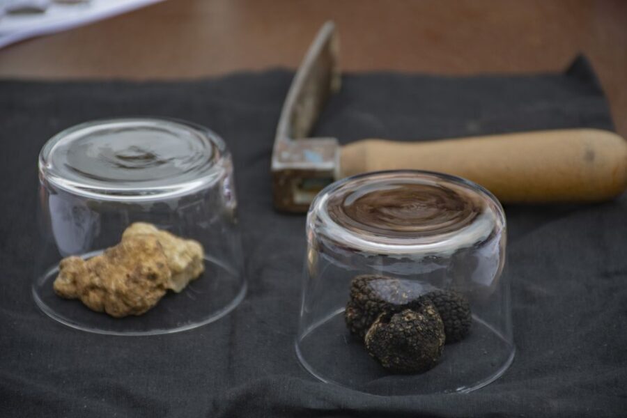 Piedmont: Truffle Hunting - The Detailed Experience Breakdown