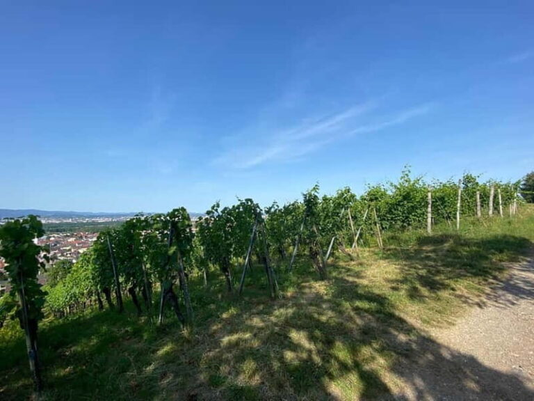Pinot Noir & Pinot Wine Tour to Baden-Württemberg - What Sets This Tour Apart