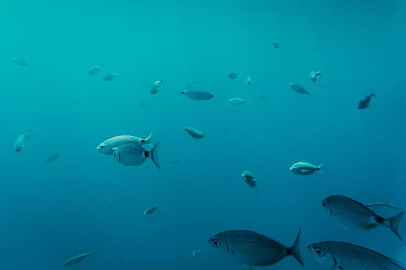 Playa Blanca: Mini Cruise to Papagayo with Swimming Stop - A Deep Dive into the Experience