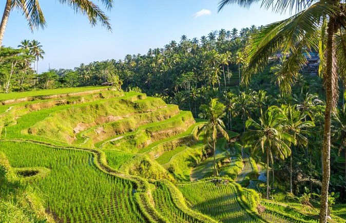 Point View of Kintamani Vulcano and Ubud Tour - Key Points: