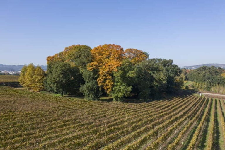 Porto: Qta da Aveleda Enchanted Gardens & Green Wine - In-Depth Look at the Itinerary