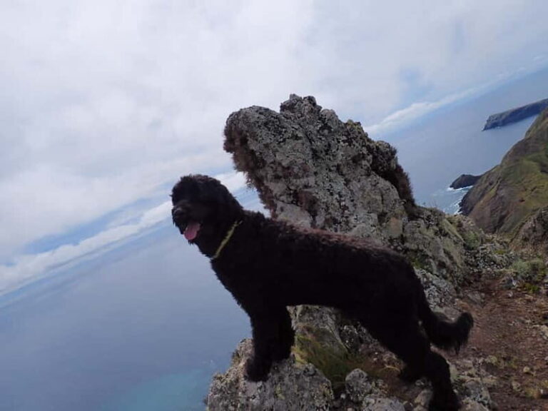 Porto Santo: Terra Chã and Pico Branco Hiking tour - What Makes This Tour Special?