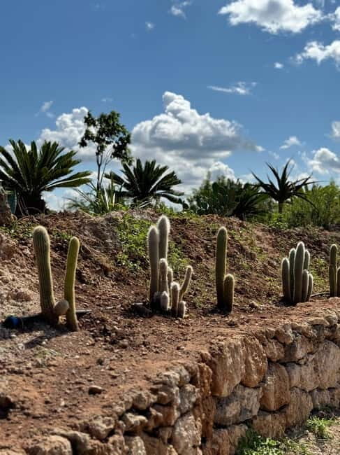 Pozzo Faceto: botanical garden - Exploring the Thematic Areas