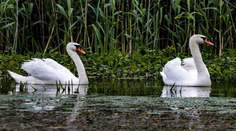 PREMIUM TOUR SMALL GROUP Bucharest: Day Trip to Danube Delta - Arriving in Tulcea and Boarding the Speedboat