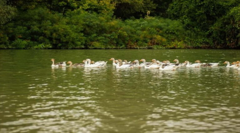 PREMIUM TOUR SMALL GROUP Bucharest-The Heart of Danube Delta - Arriving in Tulcea and Boarding the Speedboat