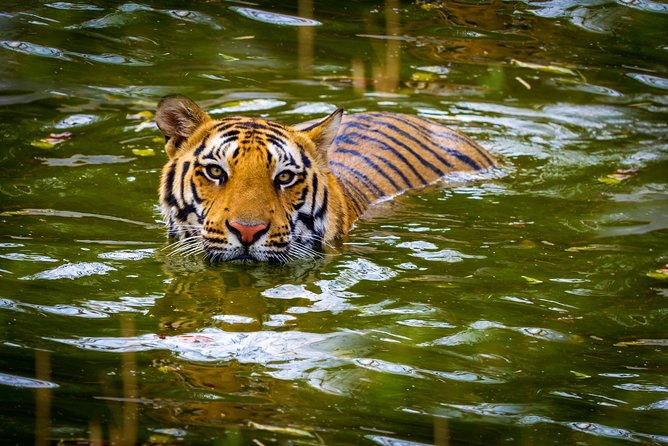 Private 2 Nights Short Escape To Jim Corbett - Key Points