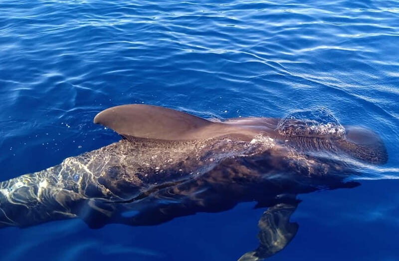 Private Charter Private Charter to see the whales - 3 Hours - Practical Details and Value