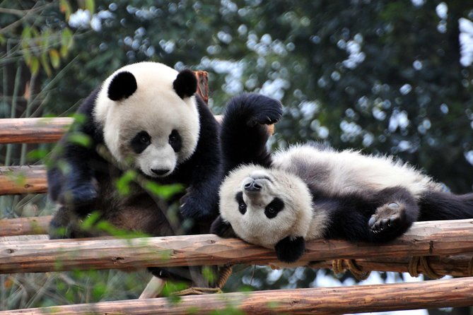 Private Day Tour: Chengdu Panda and Leshan Buddha - Detailed Review of the Tour Experience