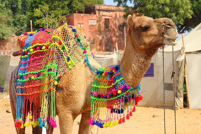 Private Day Trip from Jaipur to Ajmer & Pushkar - Key Points  