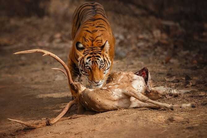 Private Day Trip to Ranthambore Tiger Reserve from Jaipur - Exploring the Private Day Trip to Ranthambore Tiger Reserve from Jaipur