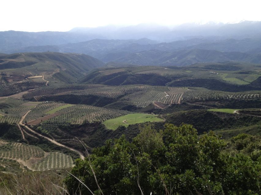 Private Exclusive Manousakis Winery and Vineyard Tour - The Winery Experience: A Feast for All Senses