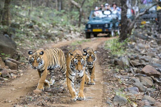 Private Guided Full-Day Ranthambore National Park Tour from Jaipur - The Experience: A Deep Dive into the Itinerary and What to Expect