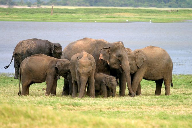 Private Jeep Safari at Minneriya National Park - What We Love About This Tour