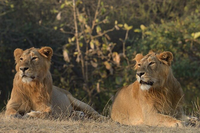 Private Lion Safari in the Gir National Park in Gujarat - Discover the Gir National Park Lion Safari: An Authentic Wilderness Encounter