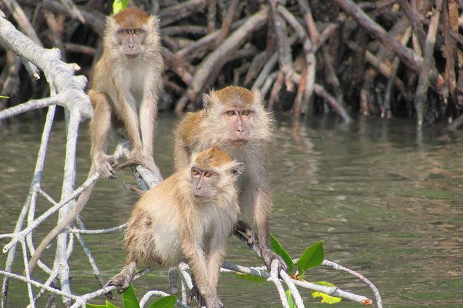Private Mangrove Tour 2 Hour (max 8 People) - Exploring the Langkawi Mangrove: A Private 2-Hour Adventure