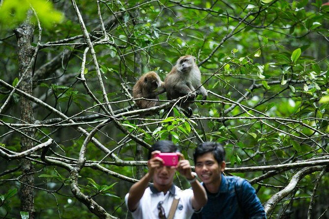 Private Mangrove Tour 3 Hour (max 8 People) - Exploring the Langkawi Mangrove: A Detailed Review of the Private 3-Hour Tour
