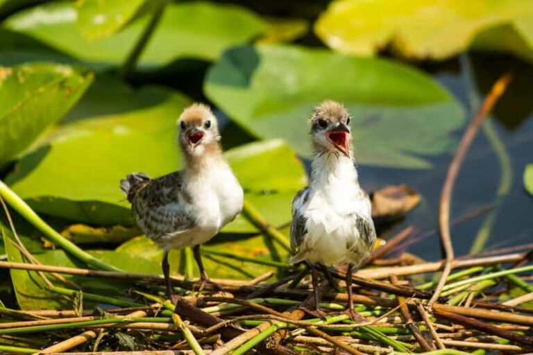 Private morning tour with refreshments and hidden canals! - Key Points