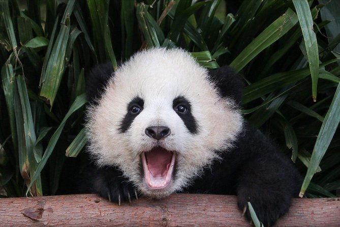Private Panda Tour with Cooking Class One-day Trip - Review of the Private Panda Tour with Cooking Class One-day Trip in Chengdu