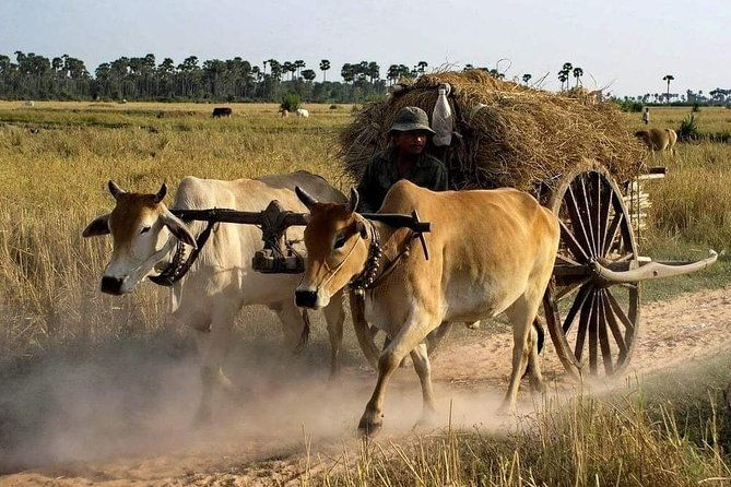 Private Siem Reap Quad Bike Adventure - Key Points  