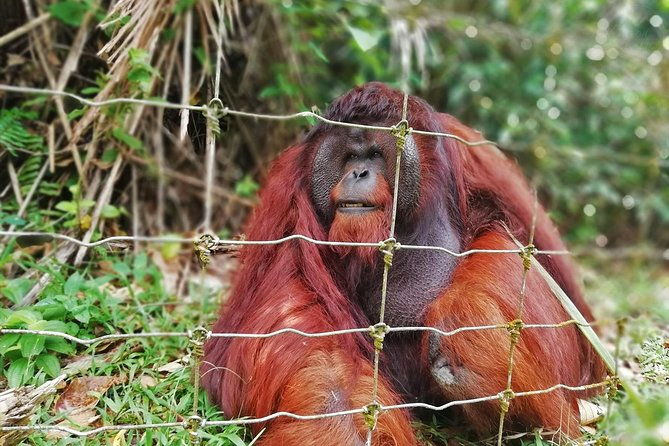 Private Tour: Ipoh Secrets Taiping Heritage & Orang Utan Island - Exploring the Private Ipoh Secrets, Taiping Heritage & Orang Utan Island Tour