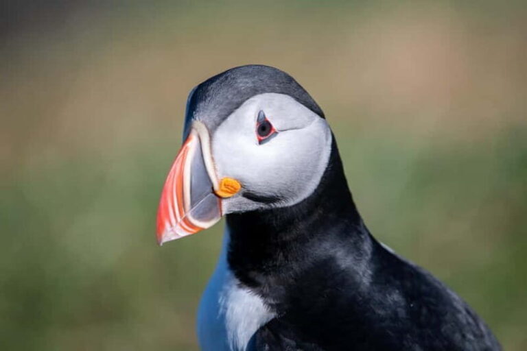 Puffin & Gufufoss Waterfall Tour from Seydisfjordur Port - A Deep Dive Into the Experience