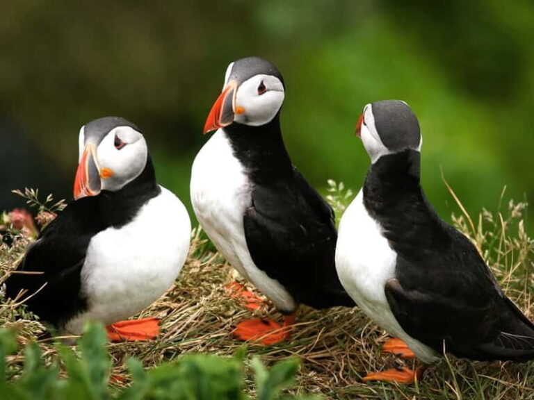 Puffin Watching Yacht Cruise from Downtown Reykjavík - Is It Worth the Price?