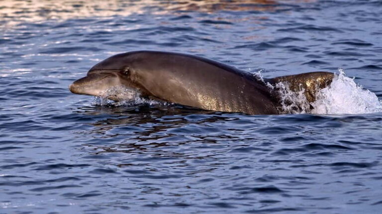 Pula: Brijuni Dolphin Watching cruise with Dinner & Sunset - Why the Tour Offers Great Value