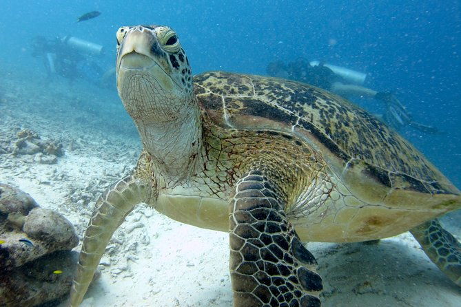 RAID Try-Dive Experience in Kota Kinabalu - Introduction