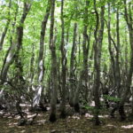 Reggio Calabria: Aspromonte Trails Trek to Montalto Summit - Exploring the Aspromonte Trails Trek