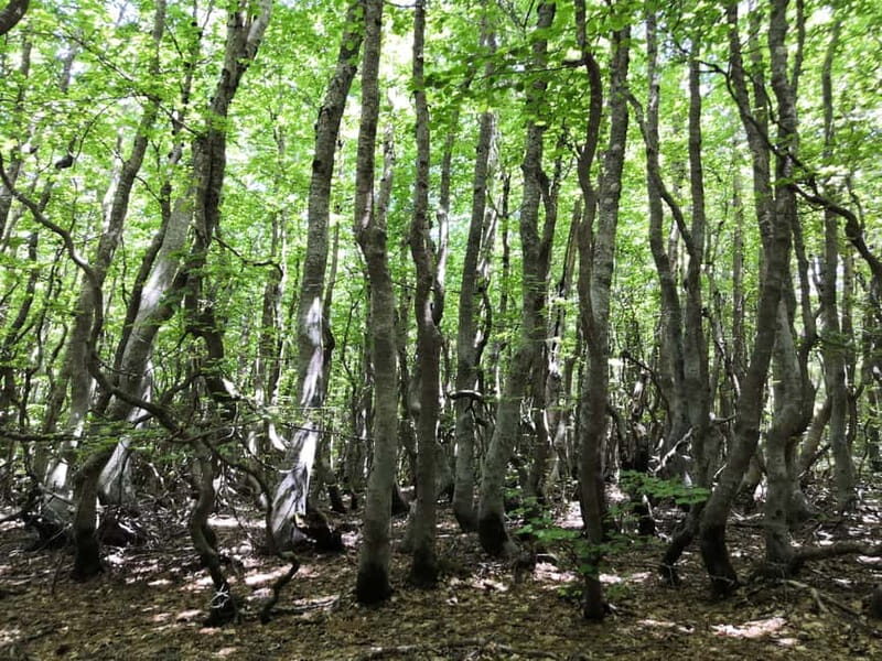 Reggio Calabria: Aspromonte Trails Trek to Montalto Summit - Exploring the Aspromonte Trails Trek