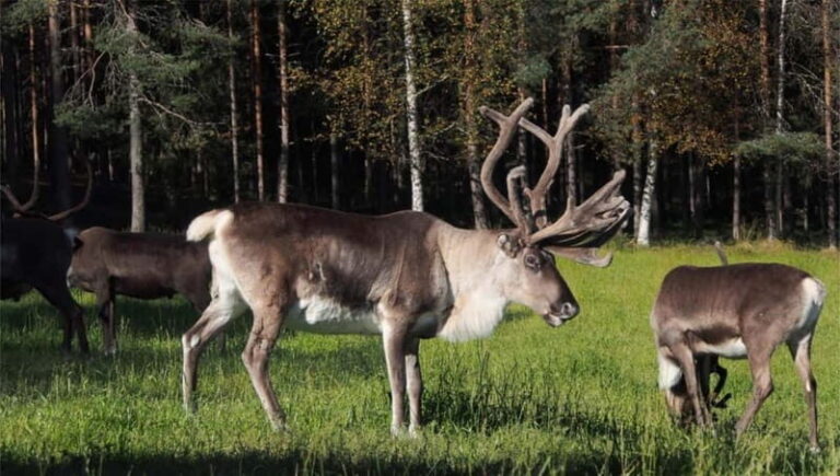 Reindeer Summer Farm Visit at a 200-Year-Old Rovaniemi Farm - Small Group Dynamics for a Personal Touch