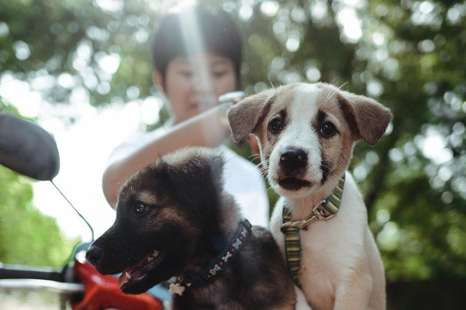Rescue P.A.W.S. Day Visit - An In-Depth Look at the Rescue P.A.W.S. Day Visit