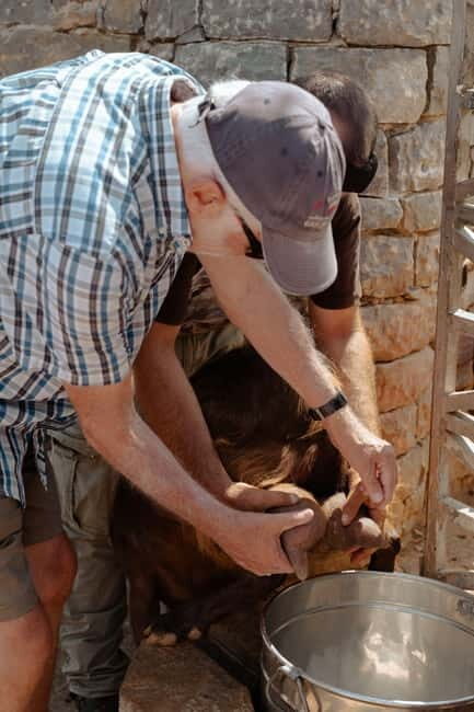 Rethymno: Shepherd For A Day - What Makes This Tour Special?