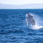 Reykjavik: Snæfellsnes Peninsula & Whale Watching Tour - The Whale Watching Experience: Marine Wildlife at Its Best