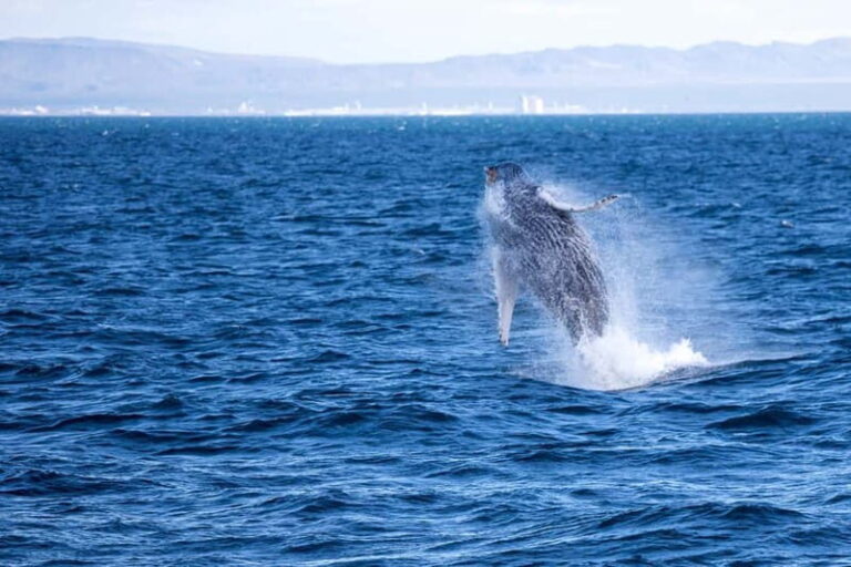 Reykjavik: Snæfellsnes Peninsula & Whale Watching Tour - The Whale Watching Experience: Marine Wildlife at Its Best