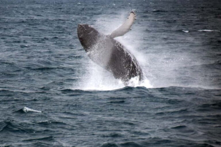 Reykjavik: Whale Watching Express - Final Thoughts: Who Should Consider This Tour?